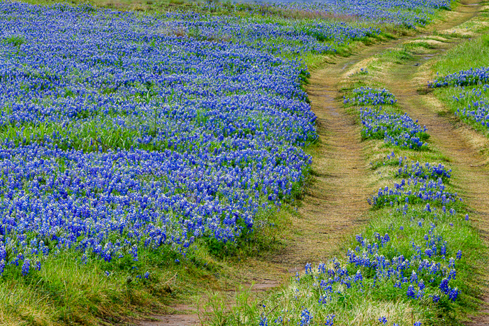 Biophilic;Bloom;Blossom;Blossoms;Blue;Brown;Calm;Concepts;Cool Colors;Cool Palette;Cool Tones;Flora;Floral;Flower;Floweret;Flowering;Flowers;Flowers & Plants;Green;Greens;Healing;Health care;Healthcare;Journey;Lupinus texensis;Nature;Oneness;Pastoral;Path;Pathway;Sunlight;Sunshine;Texas;Texas Bluebonnet;United States;Wildflower;bloom;color;field;flora;floral;flower;landscape;peaceful;plants;restful;road;serene;soothing;sunlit;trail;tranquil;zen